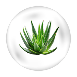 Moringa