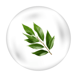 Curry Leaf
