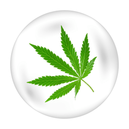 Neem Leaf