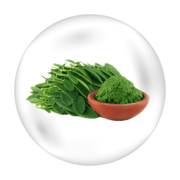 Fenugreek